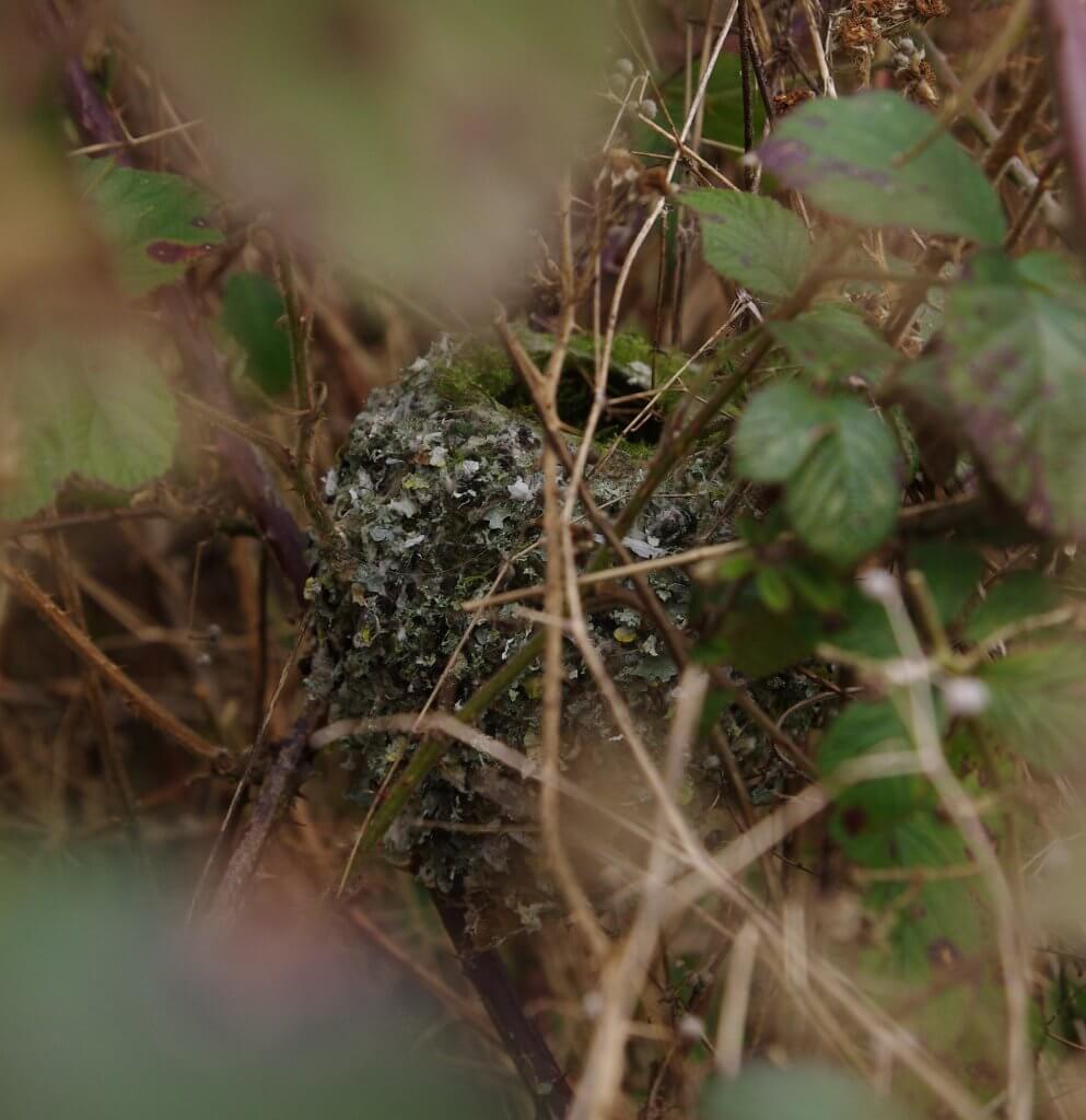 Long-tailed tit nest